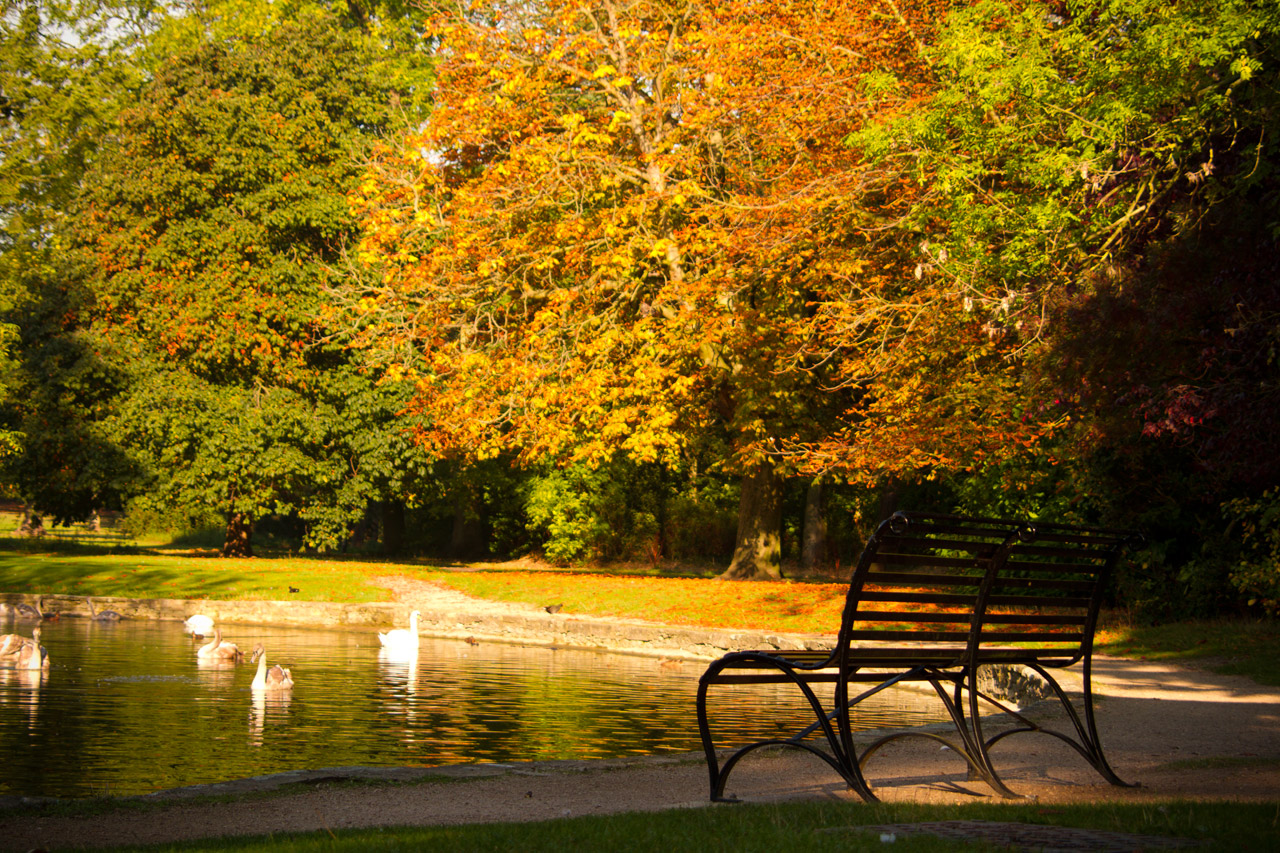 Осенний пруд в парке